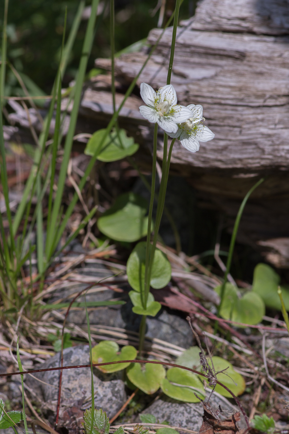 Image of Parnassia palustris specimen.