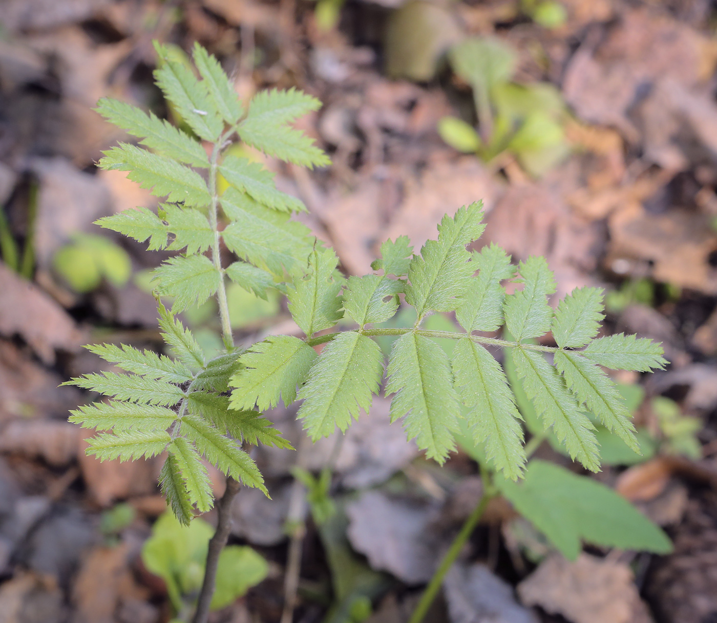 Изображение особи Sorbus sibirica.