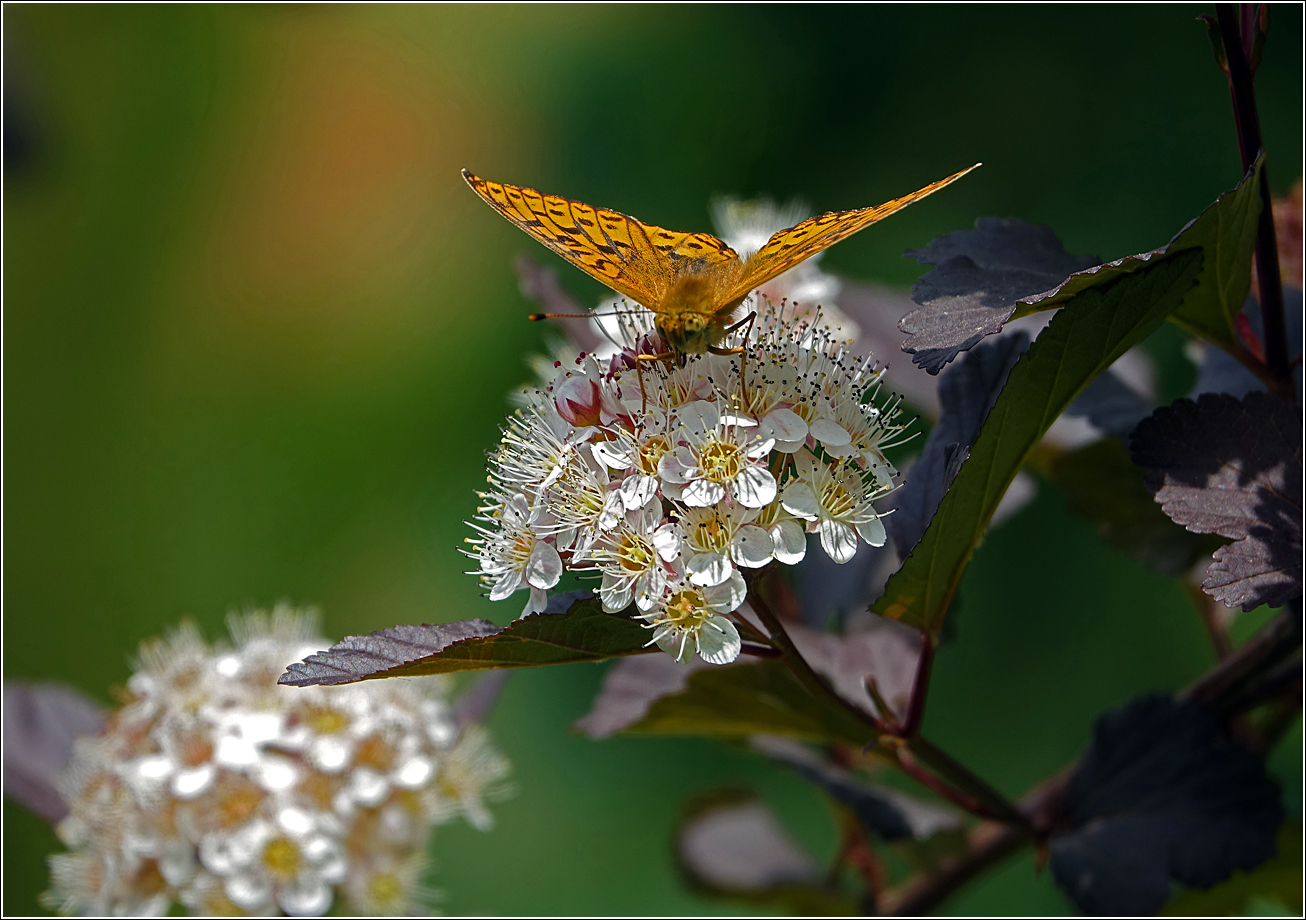 Изображение особи Physocarpus opulifolius.