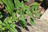 Urtica urens