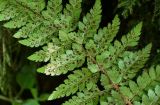 Polystichum braunii