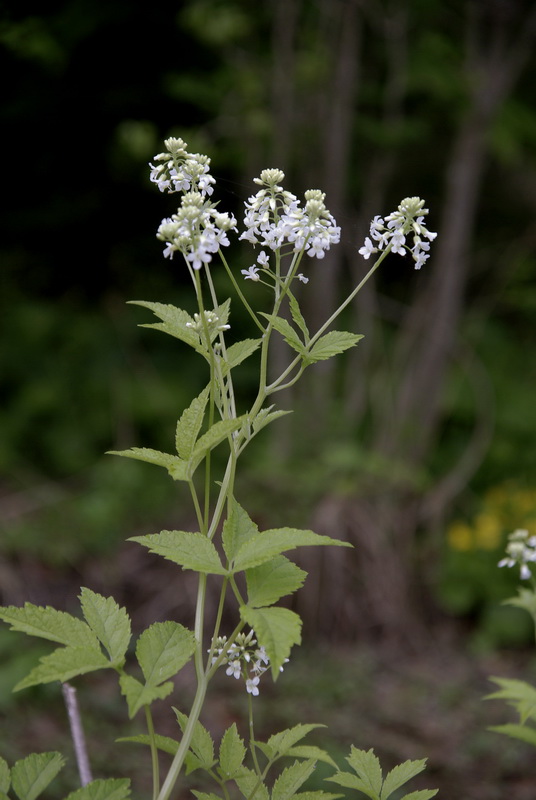 Image of Cardamine leucantha specimen.