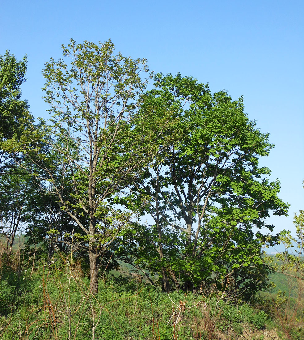 Image of Quercus dentata specimen.