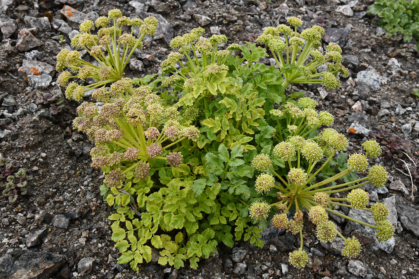 Image of Archangelica brevicaulis specimen.