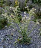 Cirsium echinus. Цветущее растение. Северная Осетия, Алагирский р-н, окр. пос. Верхний Фиагдон, подножие каменистого склона. 23.07.2022.