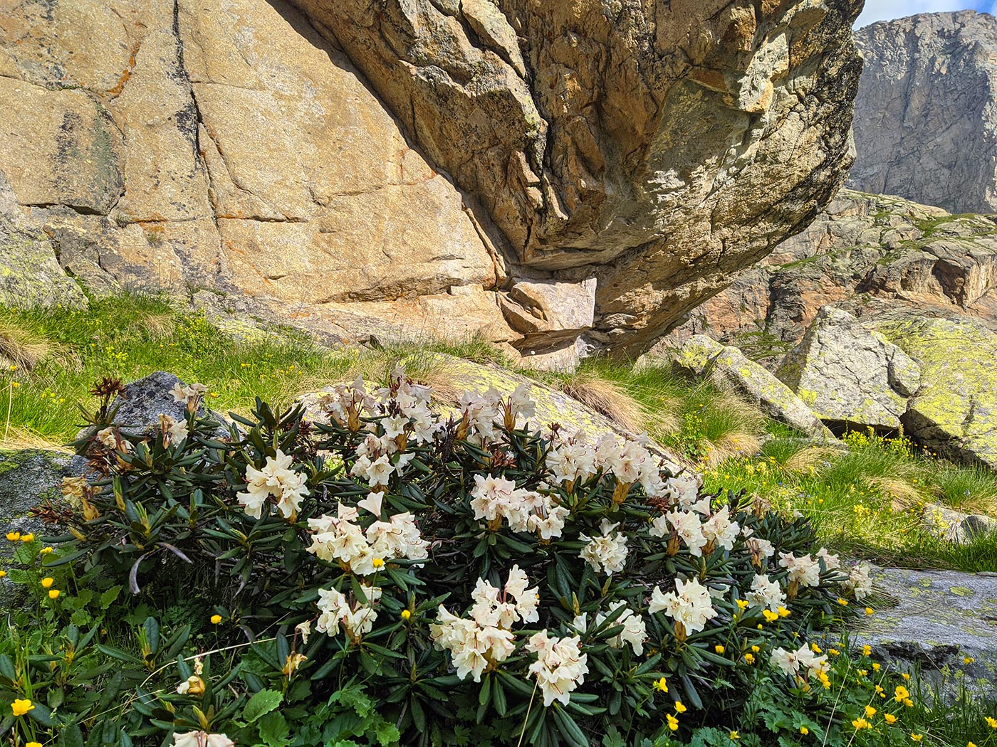 Изображение особи Rhododendron caucasicum.