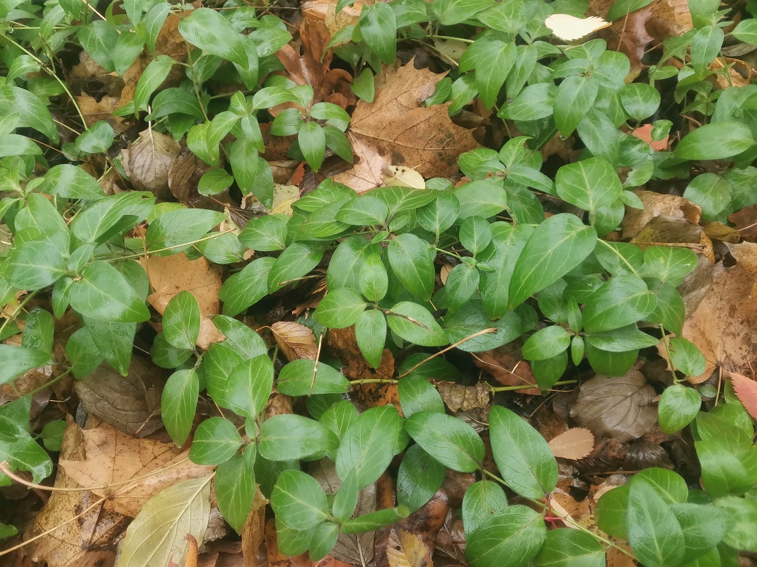 Image of genus Vinca specimen.