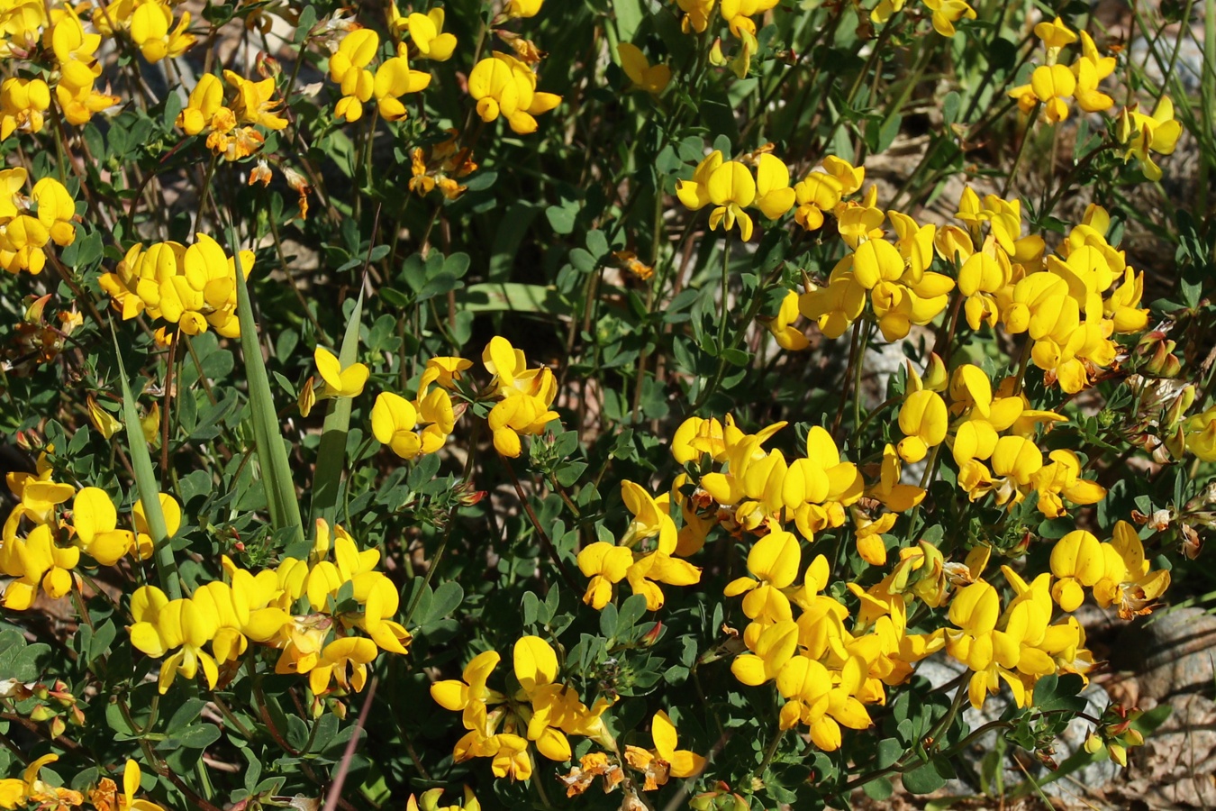 Image of Lotus ruprechtii specimen.