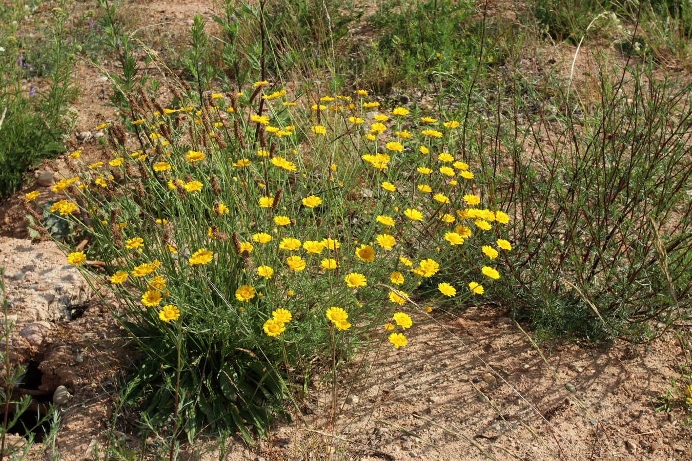 Изображение особи Anthemis tinctoria.
