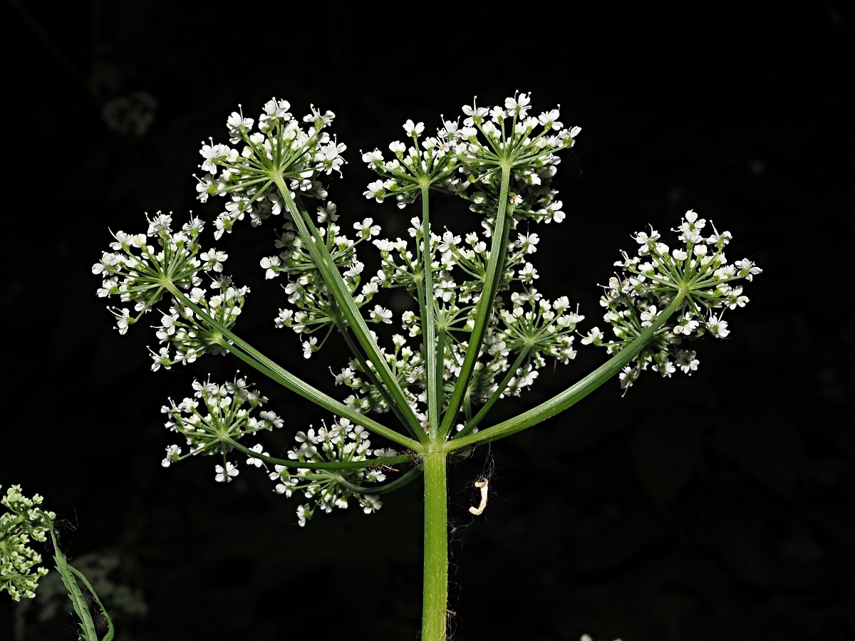 Image of Aegopodium podagraria specimen.