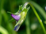 Viola tricolor. Распускающийся бутон. Московская обл., Талдомский р-н, окр. дер. Веретьево, СНТ \"Надежда\", у забора. 15.06.2023.