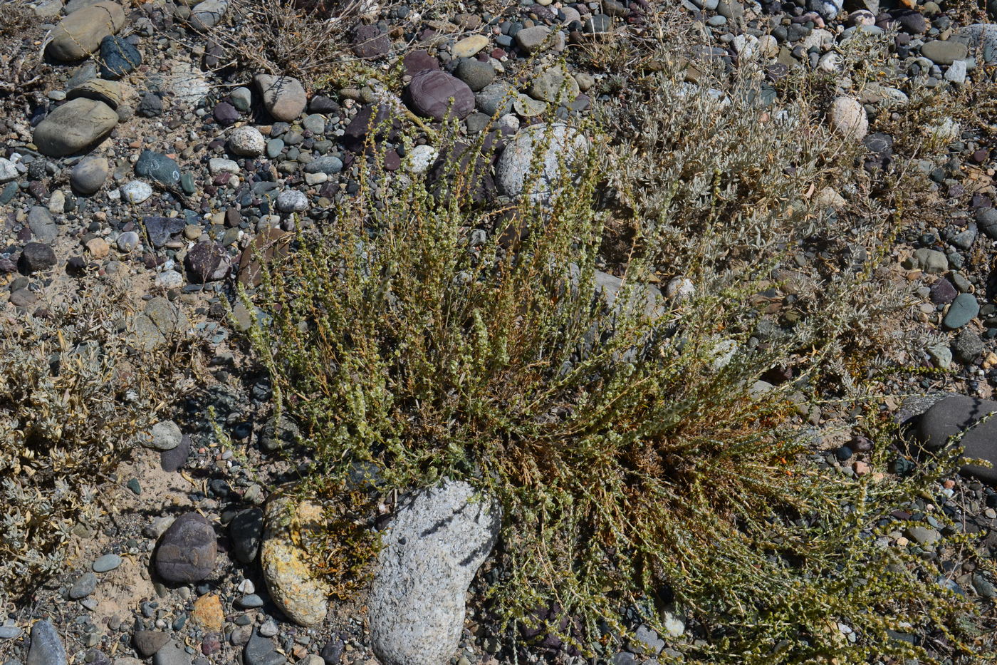 Image of Salsola dzhungarica specimen.