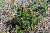 Pedicularis sibirica. Отцветшее растение в сообществе с Vicia. Хакасия, Ширинский р-н, окр. с. Ефремкино, скалы Тогыз-Аз, степной склон. 07.06.2022.