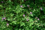 Geranium robertianum