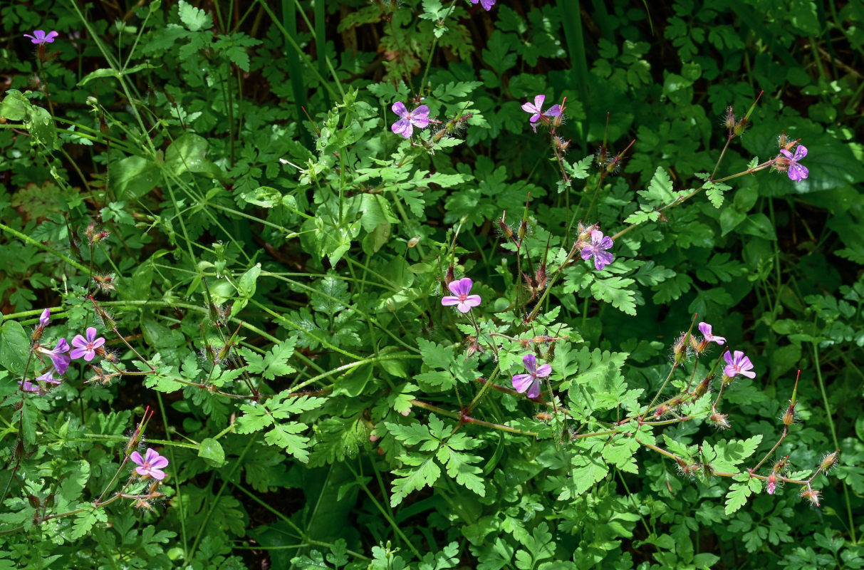 Изображение особи Geranium robertianum.