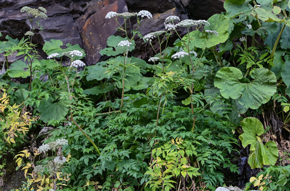 Image of Angelica genuflexa specimen.