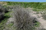 Juncus arabicus