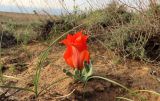 Tulipa borszczowii