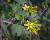 Ribes aureum