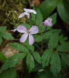 Cardamine quinquefolia. Соцветие. Абхазия, Гудаутский р-н, Рицинский реликтовый национальный парк, долина р. Юпшара, широколиственный лес. 13.04.2024.