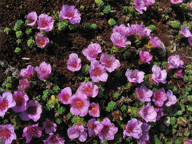 Image of Saxifraga asiatica specimen.