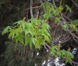 Liquidambar styraciflua