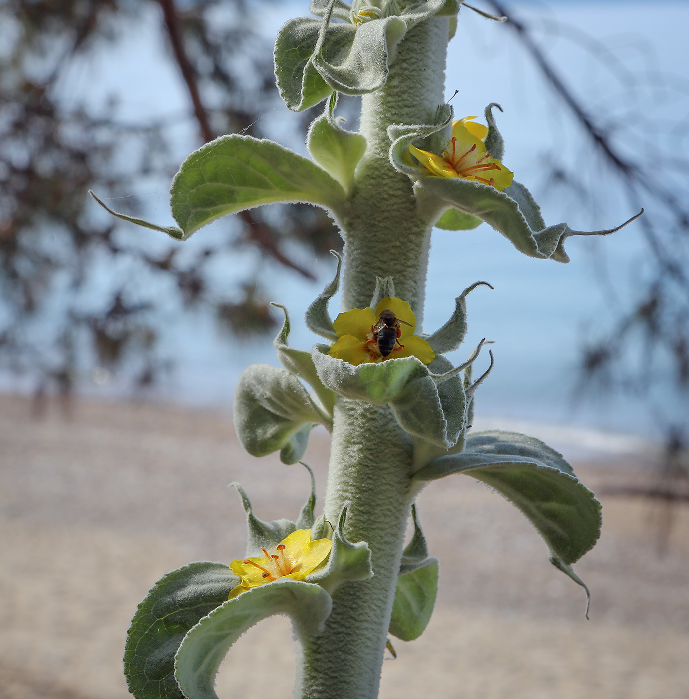 Image of Verbascum gnaphalodes specimen.