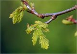 Quercus robur