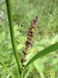 genus Carex