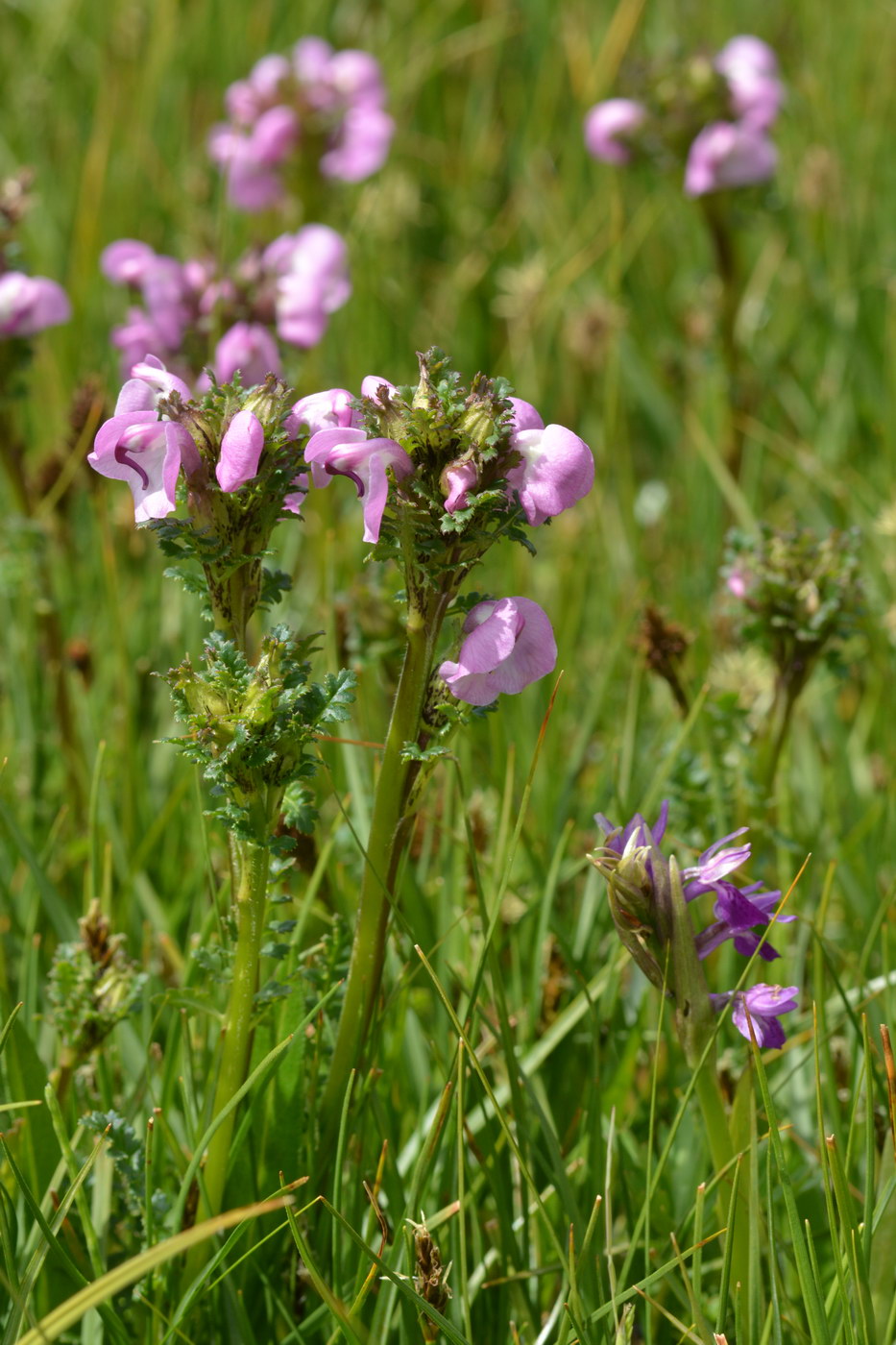 Изображение особи Pedicularis rhinanthoides.