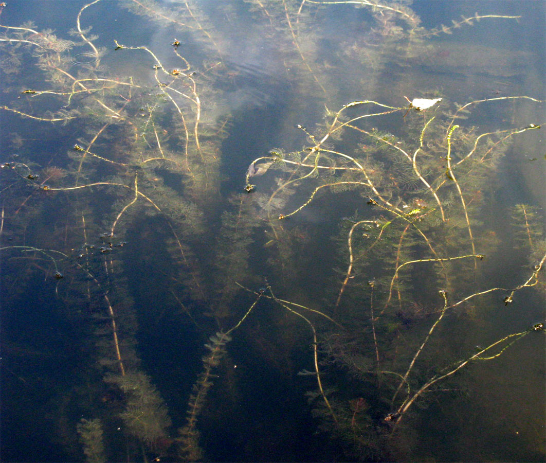 Изображение особи Myriophyllum sibiricum.