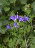 Aquilegia olympica