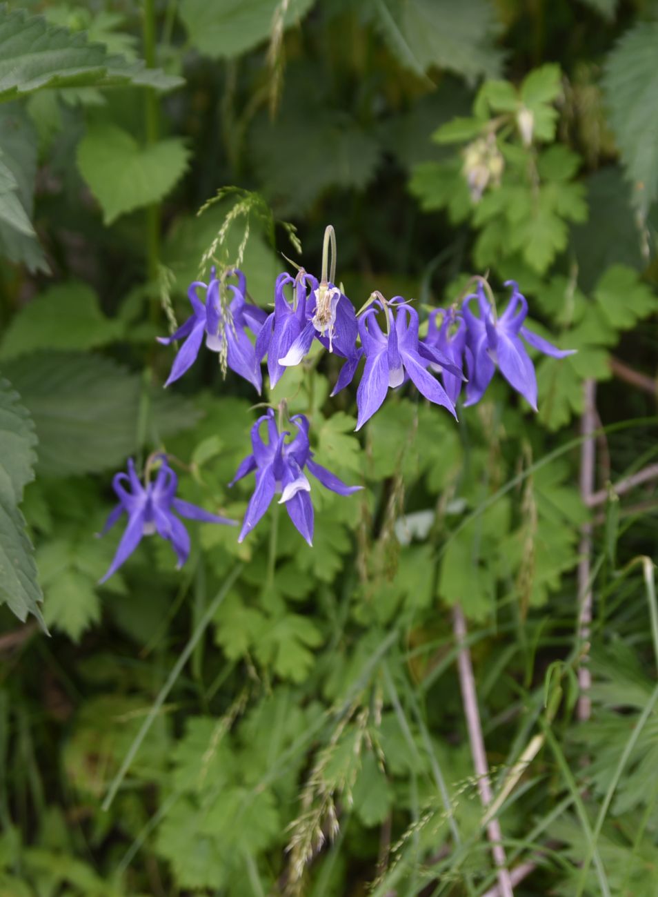 Изображение особи Aquilegia olympica.