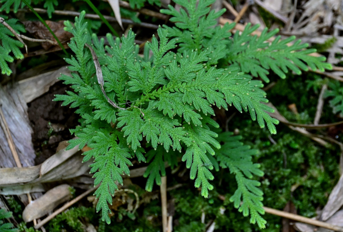 Image of Selaginella biformis specimen.
