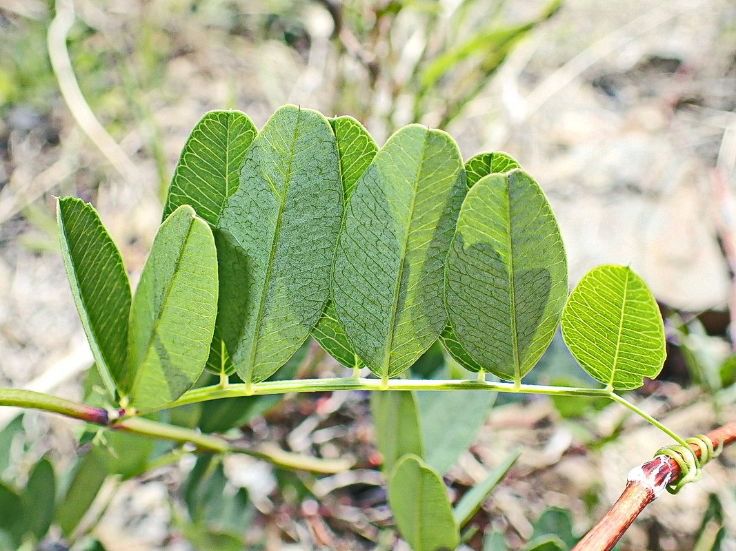 Image of Vicia amurensis specimen.