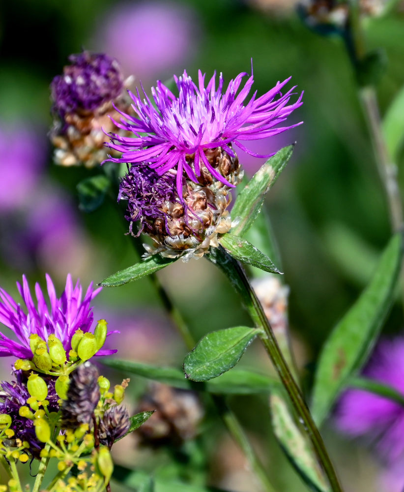 Изображение особи Centaurea jacea.