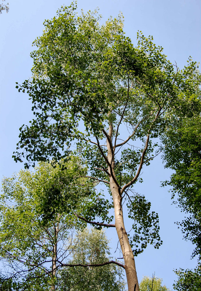 Image of Populus tremula specimen.