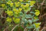 genus Euphorbia