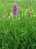 Dactylorhiza baltica. Верхушка цветущего растения. Смоленская обл., Смоленский р-н, пос. Каспля. 27.06.2009.