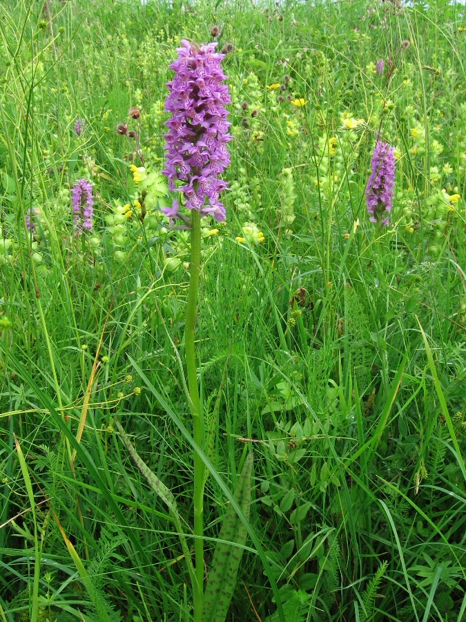 Изображение особи Dactylorhiza baltica.