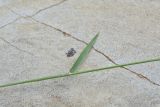 семейство Poaceae