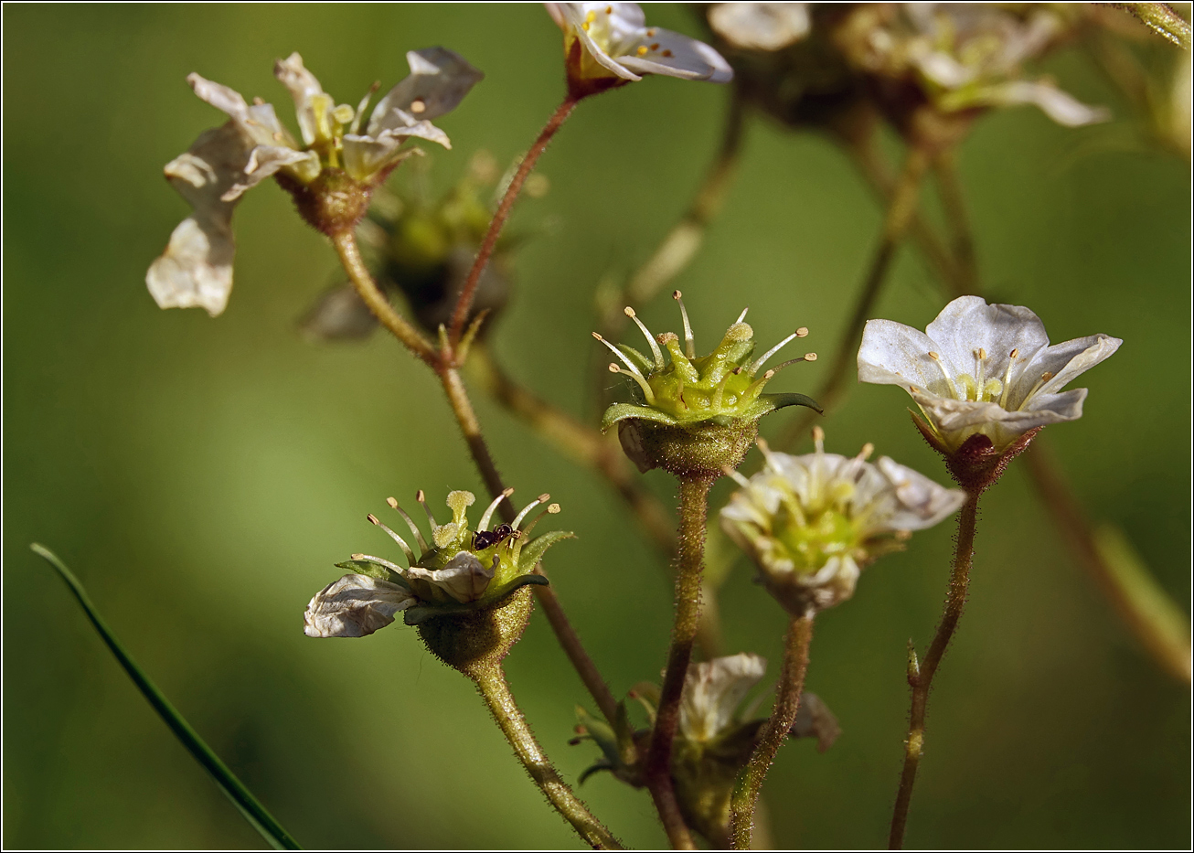 Изображение особи Saxifraga &times; arendsii.