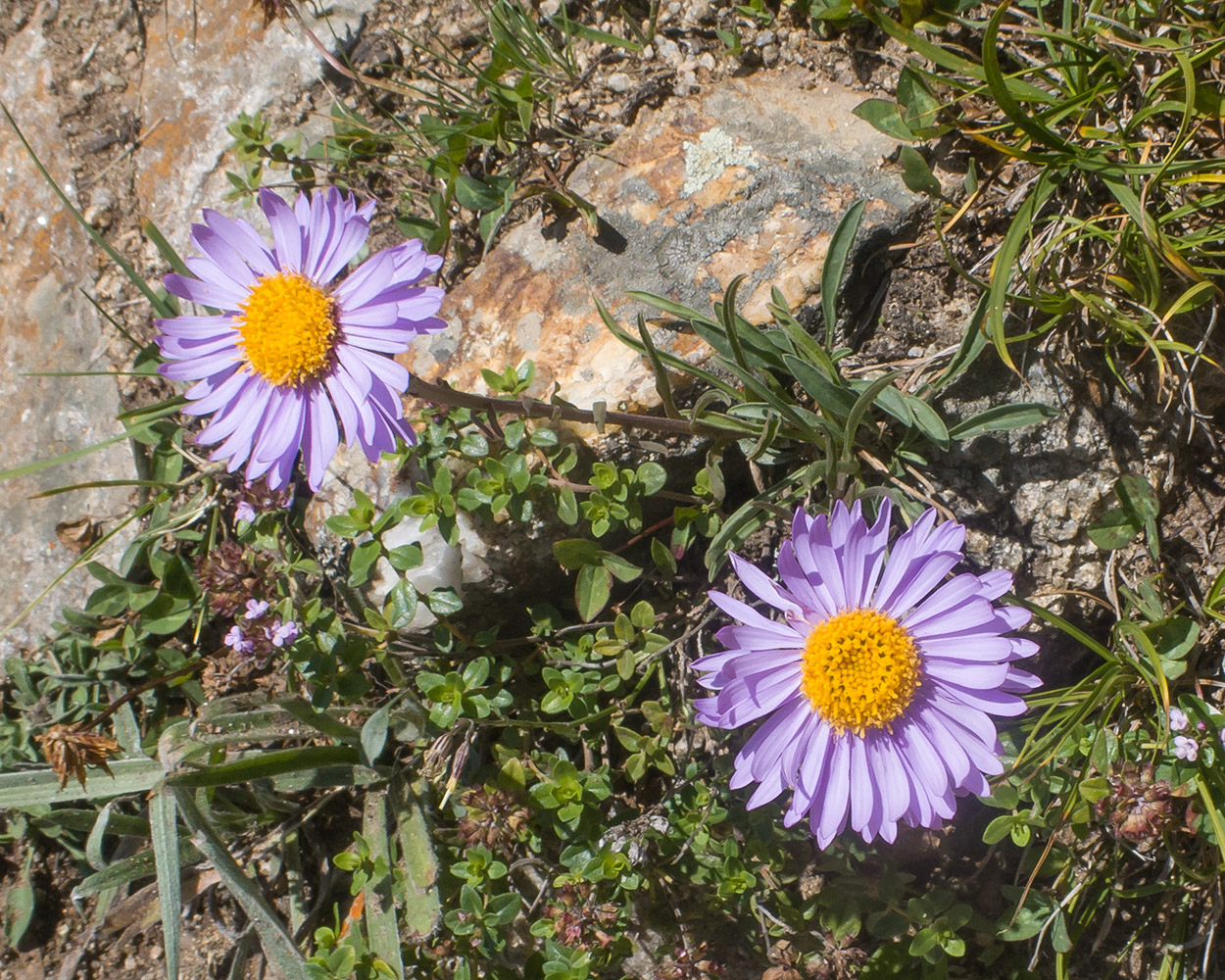 Изображение особи Aster alpinus.