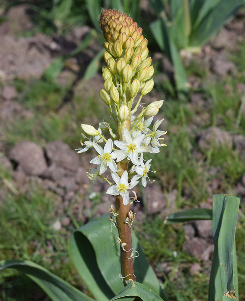 Image of Eremurus lactiflorus specimen.