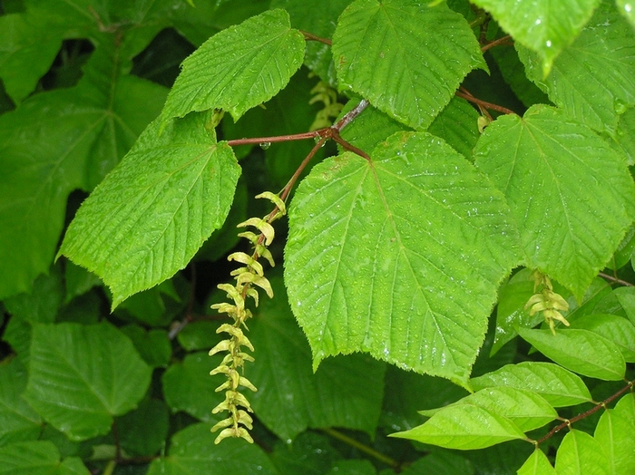 Image of Acer tegmentosum specimen.