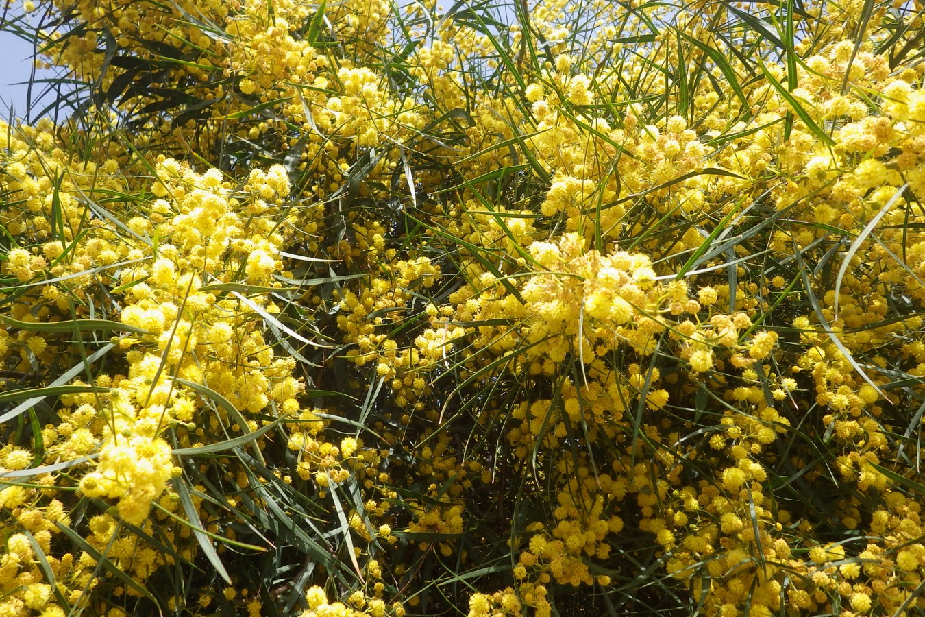 Изображение особи Acacia retinodes.