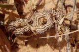 Image of taxon representative. Author is Денис Мирин