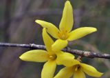 род Forsythia