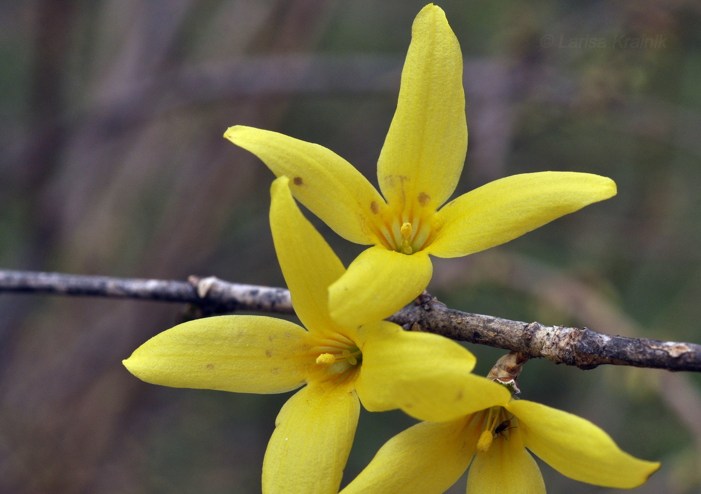 Изображение особи род Forsythia.