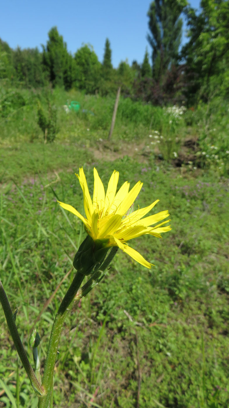Image of Scorzonera hispanica specimen.